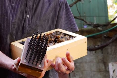 Urban Stingless Beehive: harvesting and splitting - Milkwood: permaculture courses, skills + stories