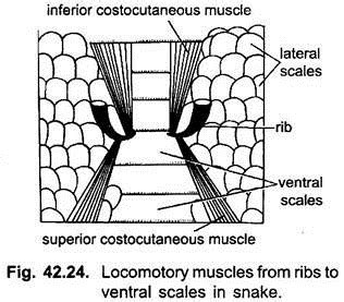 Muscles of Vertebrates (With Diagram) | Chordata | Zoology