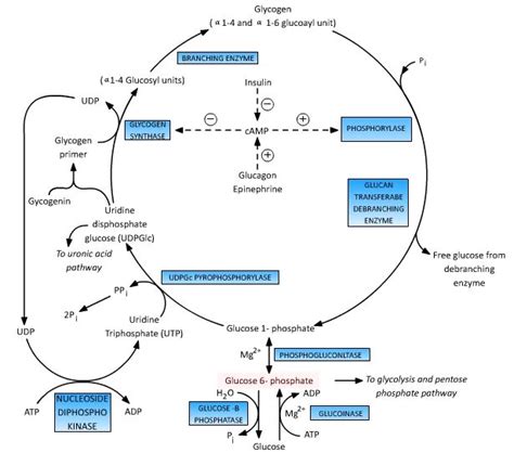 Glucose 6 Phosphate : Central to Glucose Metabolism | Epomedicine