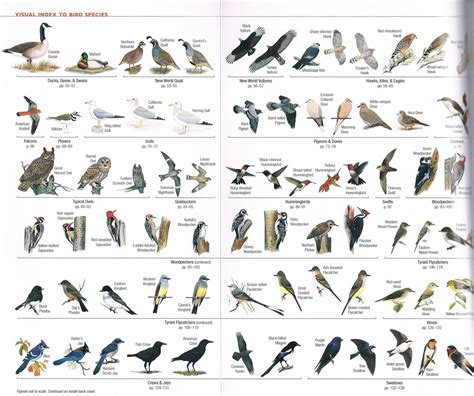 The Birdchaser: NGS Guide to the Backyard Birds of North America