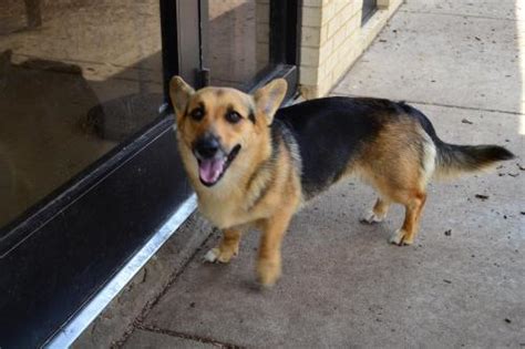 Corman Shepherd (German Shepherd-Corgi Mix) Temperament, Puppies, Pictures