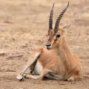 Chinkara - Facts, Diet, Habitat & Pictures on Animalia.bio