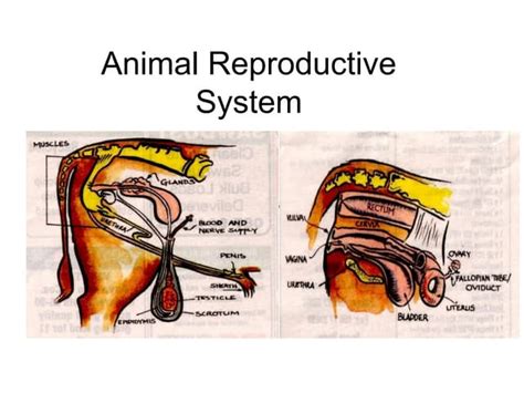 Stallion Reproductive System Anatomy