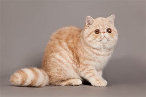 Exotic Shorthair Cat Breed: Size, Appearance & Personality