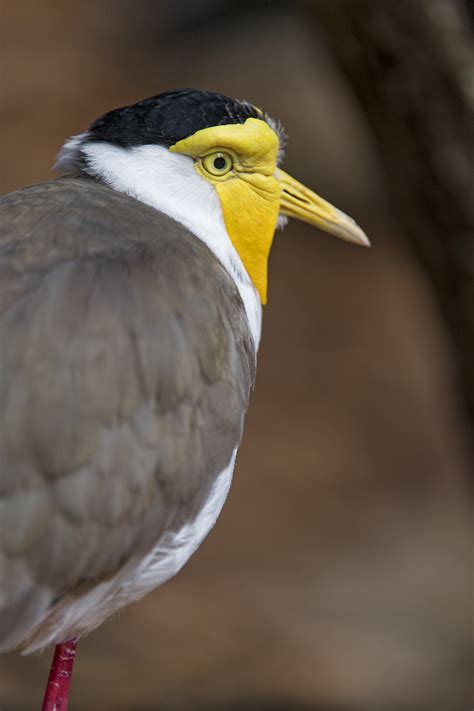 Definitive Guide To Masked Lapwing Facts, Habitat, Conservation Status ...