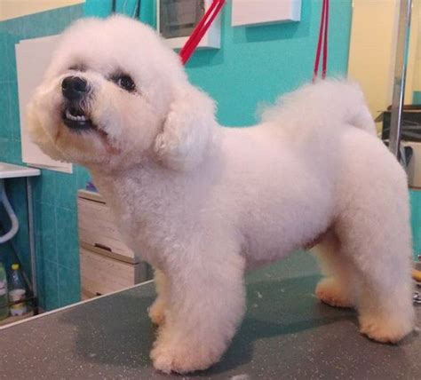 20 Best Bichon Frise Haircuts for Your Puppy – The Paws | Bichon ...