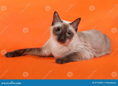 Thai Cat with Blue Eyes Lying on Orange Stock Photo - Image of animals, orange: 47144562