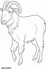 Boer Goat Playing coloring Page sketch template