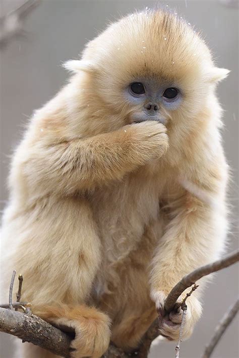 Golden Snub-nosed Monkey Facts, Habitat, Diet, Life Cycle, Baby, Pictures | Cute animals, Cute ...