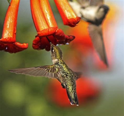 Top 10 Vines to Grow for Hummingbirds - Birds & Blooms