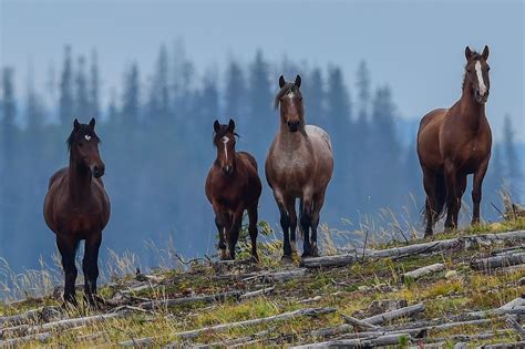 Alberta Wild Horses - Keeping watch | Wild horses, Horses, Horse farms