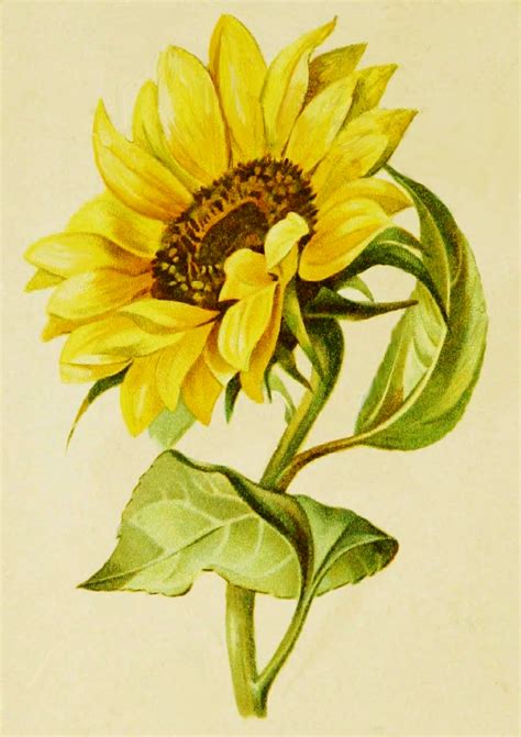 Sunflower Drawing from George Routledge & Sons and ReusableArt.com | 해바라기 그림, 장미 그림, 수채화 해바라기