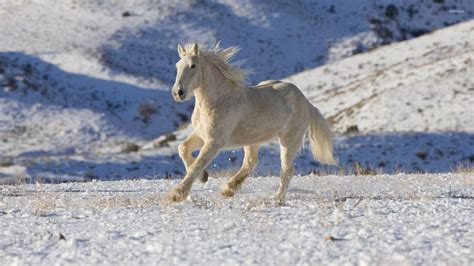 Beautiful white horse running in the snow wallpaper - Animal wallpapers - #49106