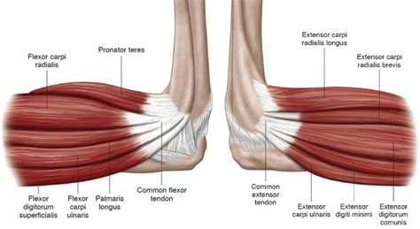 Elbow Tendon Anatomy Diagram