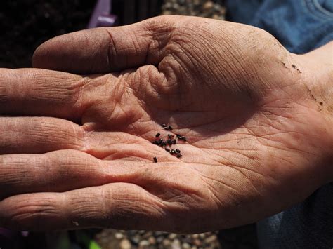 How To Grow Lavender From Seed