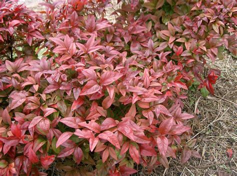 Fire Power Nandina Shrub – BrighterBlooms.com