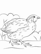 Bobwhite Quail coloring Page  Free Printable Coloring Pages sketch template