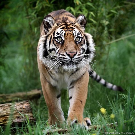 brookshaw photography — A beautiful female Sumatran Tiger named Puna at...