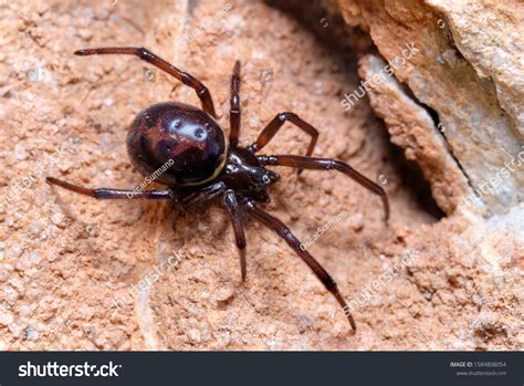 False Black Widow Spider Facts, Bite Habitat Information | vlr.eng.br