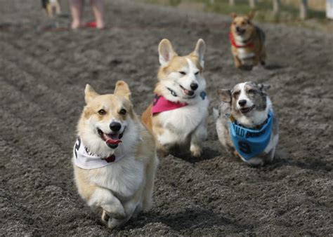 Corgi Races | Corgi, Animals, Two by two