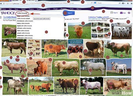 How to Identify Cattle Breeds: 4 Steps (with Pictures) - wikiHow