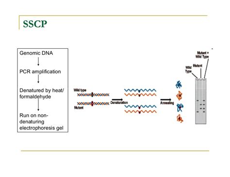 SNP Genotyping Technologies