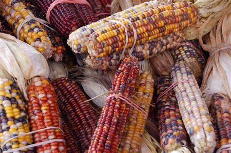 Native-American corn, maize | Corn maize, Native american food, American corn