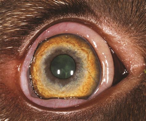 plasma cell conjunctivitis