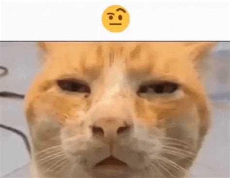 Huh Cat GIF - Huh Cat - Discover & Share GIFs