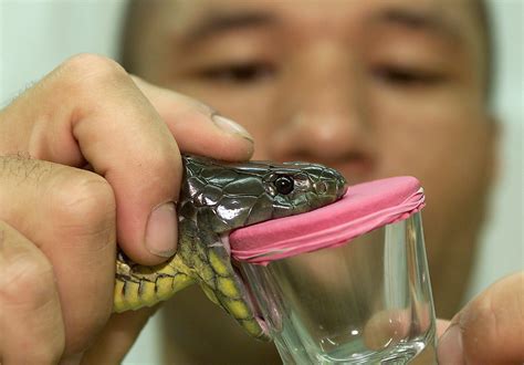 Australia: Sydney teenager survives bite by world's deadliest snake ...