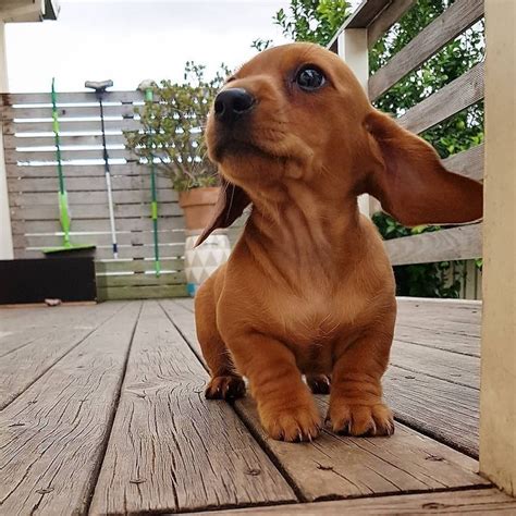 Comment bien éduquer son chiot pas à pas mois par mois ? Vous souhaitez bien dresser votre ...