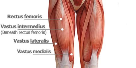 Quadriceps Femoris