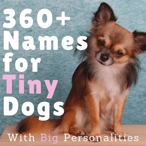 360+ Cute Small Dog Names for Girl and Boy Dogs (With Meanings) - PetHelpful