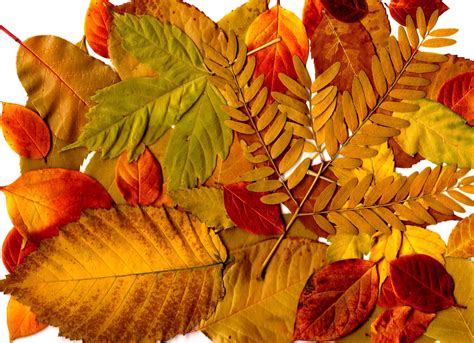 Imagem gratuita: folhas de outono, colagem
