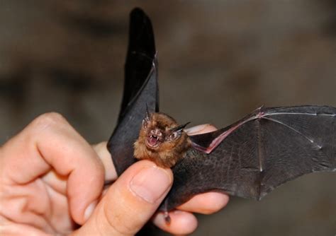 PJ Martin: Fun Facts About BATS!