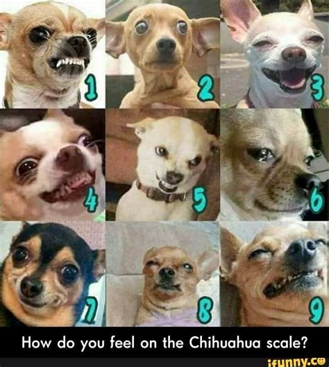 based on this dog scale how do you feel today - Google Search | How are ...