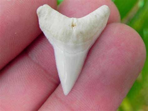 BULLLowerTooth | Sharksteeth.com