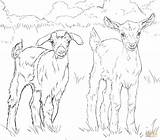 Mountain Goat Coloring Pages At GetColoringscom  Free Printable sketch template