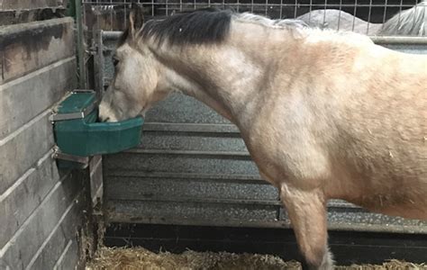 somewhat pale Splendor horse water dispenser Peeling get together barely