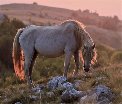 wild Horse | Amirosso Grosso | Flickr