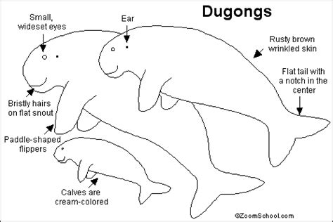 Dugong Printout- EnchantedLearning.com