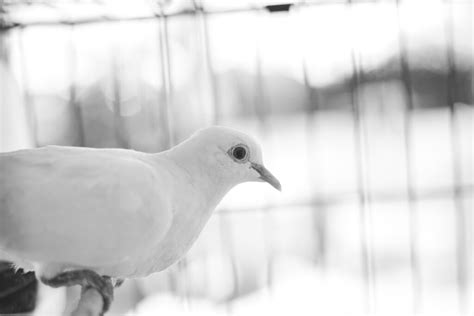 Pigeon | Visited some new family members today who had a few… | Flickr