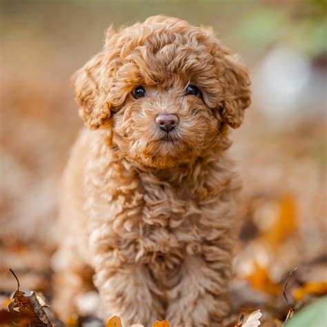 Poodle (Toy and Miniature) Facts - Wisdom Panel™ Dog Breeds