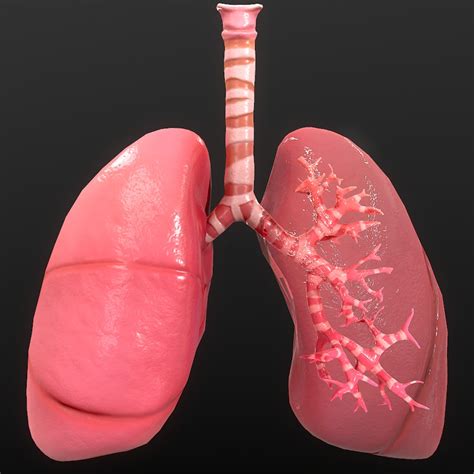 Anatomy organ lungs 3D model - TurboSquid 1528728