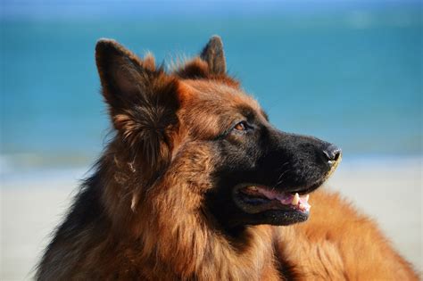 German Shepherd Names TOP- Best List [Male, Female] - PetShoper