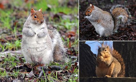 Fat squirrels spotted as warm weather delivers bonanza of food