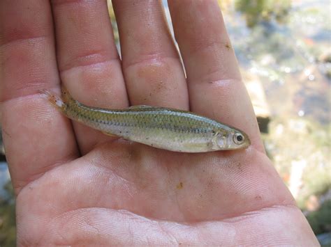 Micro Fish of the Ozarks | MicroFishing.com