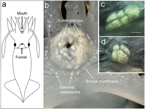 (a) Ventral view of a Japanese flying squid (Todarodes pacificus). (b)... | Download Scientific ...