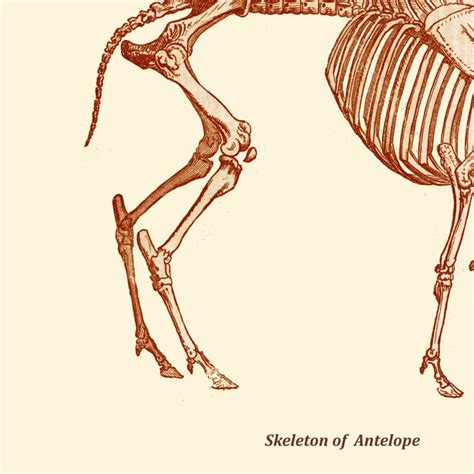 Antelope Skeleton Digital Print /Antique Illustration / Home | Etsy