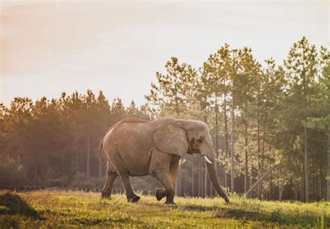 Mission - The Elephant Sanctuary in Tennessee